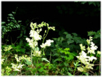 Image13.jpg