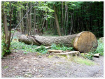 Image15.jpg